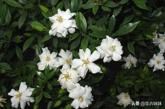 栀子花一般何时开花，它的花期能维持多久？