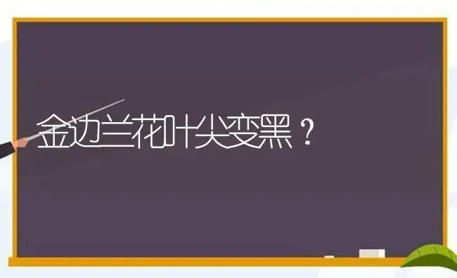 金边兰花叶尖变黑？ | 绿植常识