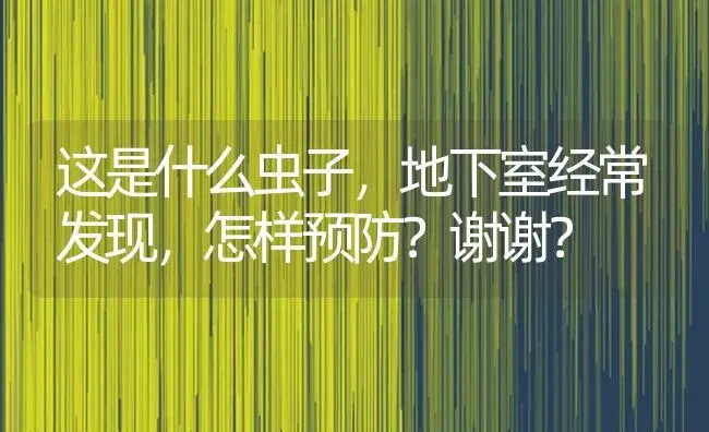 这是什么虫子，地下室经常发现，怎样预防？谢谢？ | 绿植常识