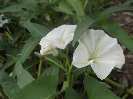 月光花的花语和文化意蕴