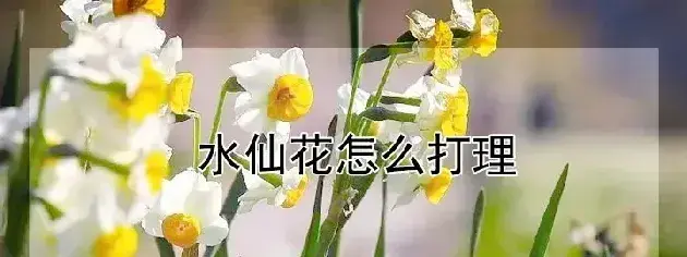 水仙花怎么打理