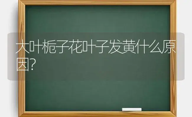 大叶栀子花叶子发黄什么原因？ | 绿植常识