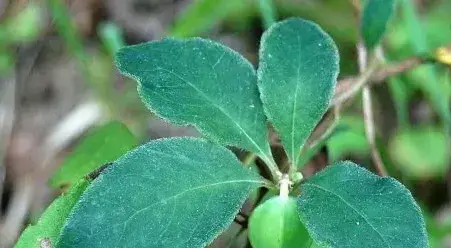 四叶参”的植物学特点