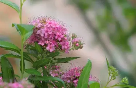 解读夕雾花的花语和传说故事