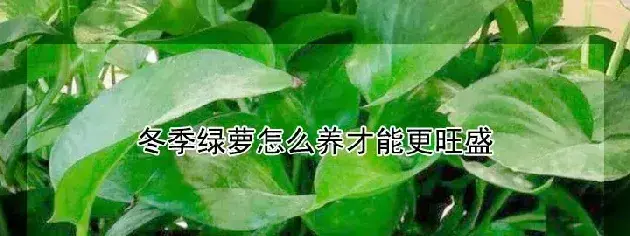 冬季绿萝怎么养才能更旺盛