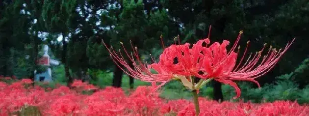 彼岸花怎么修剪