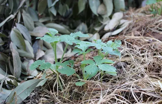 西瓜高产种植技术