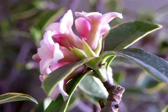 瑞香花花语是什么，瑞香花的花语与传说/李时珍寻药现瑞香