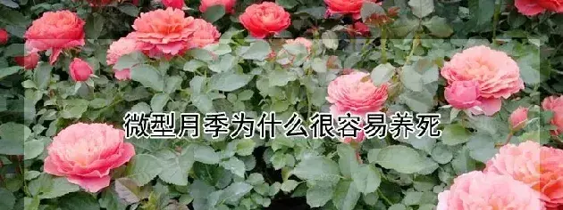 微型月季为什么很容易养死