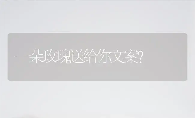 一朵玫瑰送给你文案？ | 绿植常识