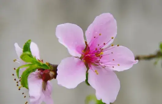 桃花什么时候开