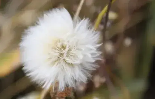 蒲公英一年四季能种吗