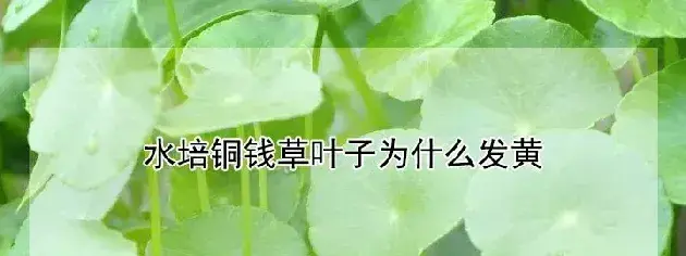 水培铜钱草叶子发黄是什么原因