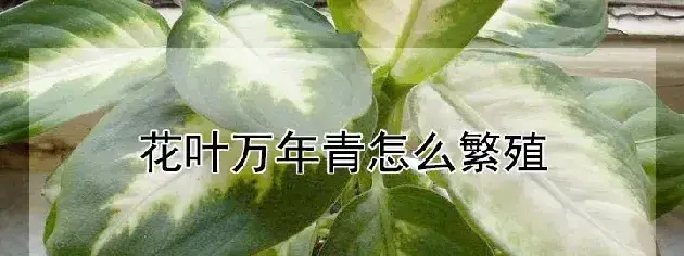 花叶万年青怎么繁殖