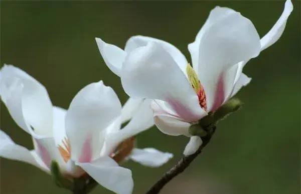 木兰花开花时间和图片 木兰花的花语和养殖方法