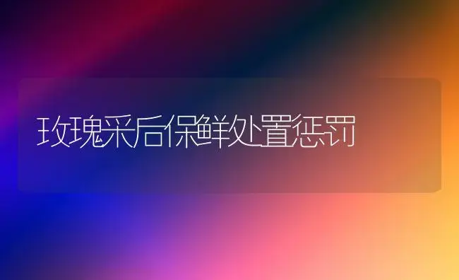 玫瑰采后保鲜处置惩罚 | 家庭养花