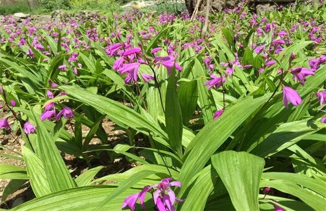 白芨施肥时间与办法