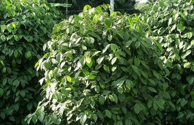 木薯栽培的对策与时间