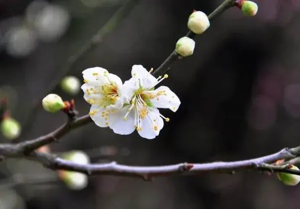 粉色梅花花语是什么，坚强高雅独立和忠贞_花语大全