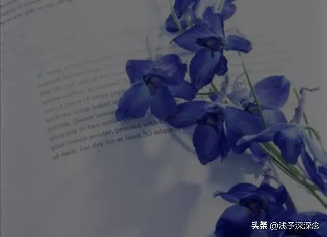 勿忘我干花插花有什么意思？