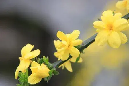 麒麟掌花怎么修剪？