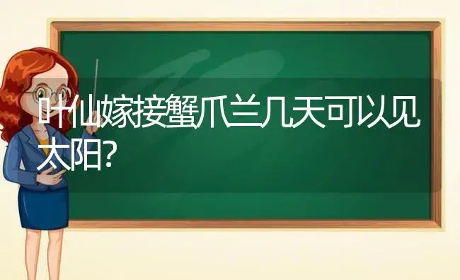 叶仙嫁接蟹爪兰几天可以见太阳？ | 多肉养殖