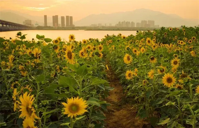 栽培向日葵怎样防治和治疗倒伏