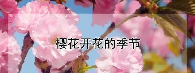 樱花开花的季节