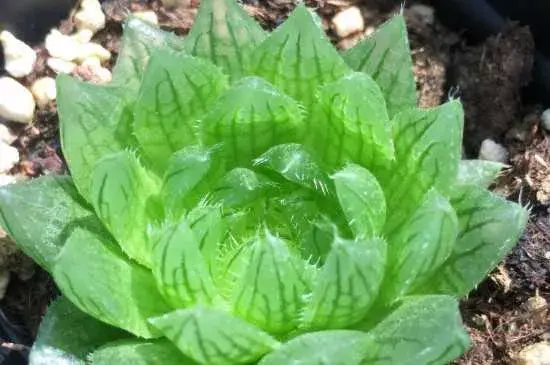 樱水晶花语 樱水晶的介绍