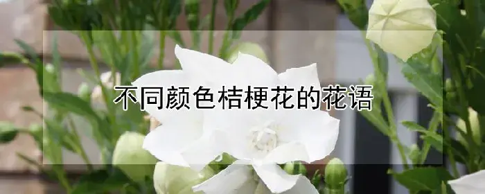 不同颜色桔梗花的花语