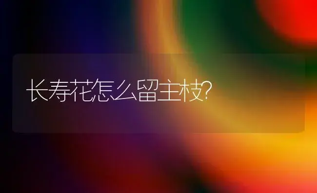 长寿花怎么留主枝？ | 多肉养殖