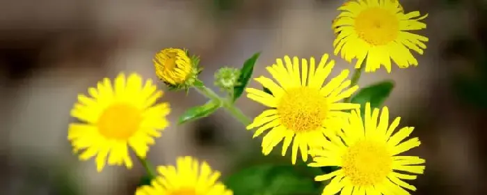 黄色菊花花语