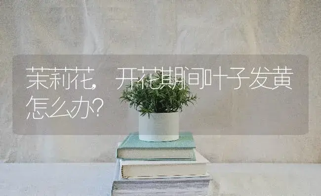 茉莉花,开花期间叶子发黄怎么办？ | 绿植常识