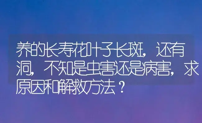 养的长寿花叶子长斑,还有洞,不知是虫害还是病害,求原因和解救方法？ | 多肉养殖