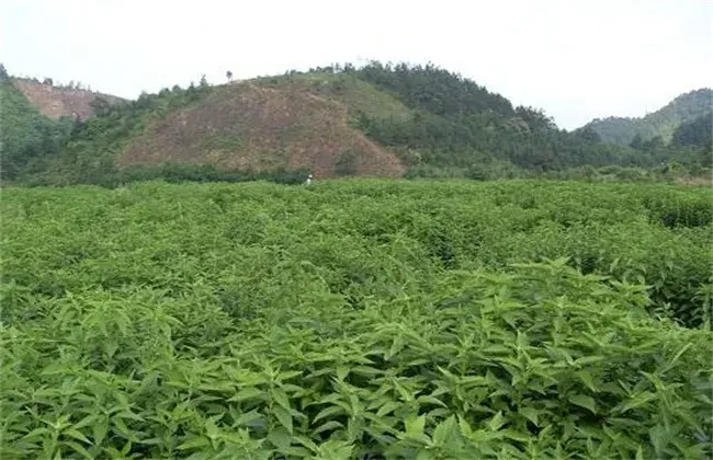 溪黄草的栽培堤防事项