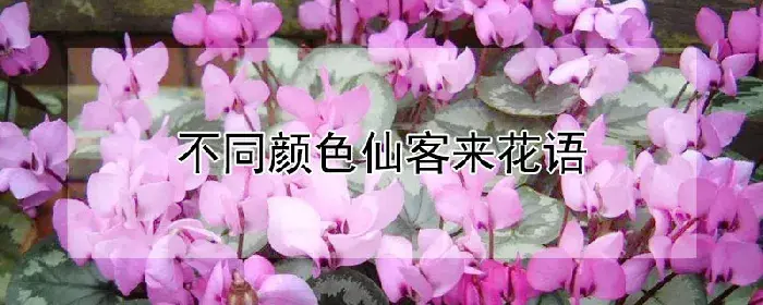 不同颜色仙客来花语