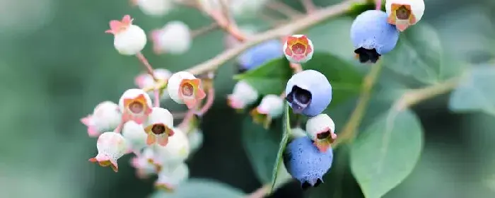 盆栽蓝莓栽培几年开花结果？