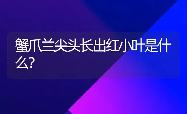 蟹爪兰尖头长出红小叶是什么？ | 多肉养殖