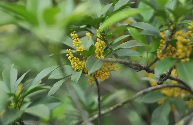 珠兰花的养殖办法和小心事项