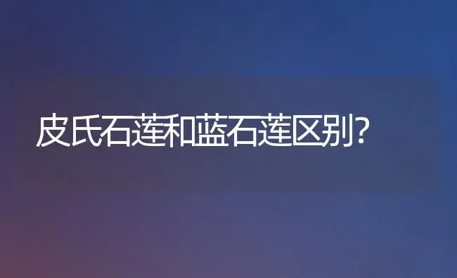 皮氏石莲和蓝石莲区别？ | 多肉养殖