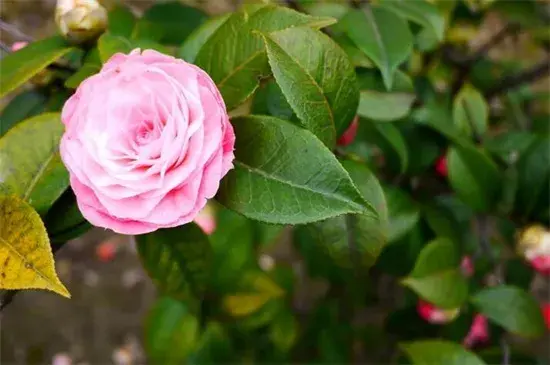 山茶花的花语，山茶花的养殖方法