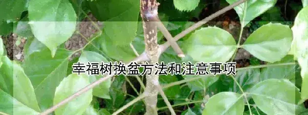 幸福树换盆方法和注意事项