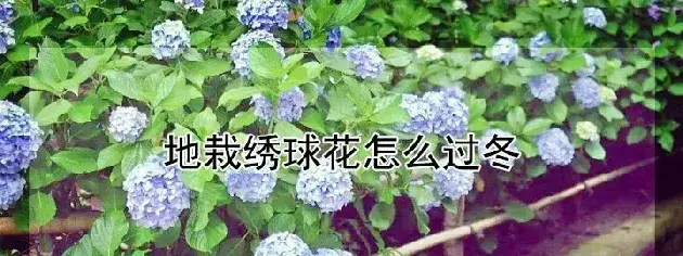 地栽绣球花怎么过冬