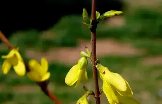 迎春花四季常绿吗