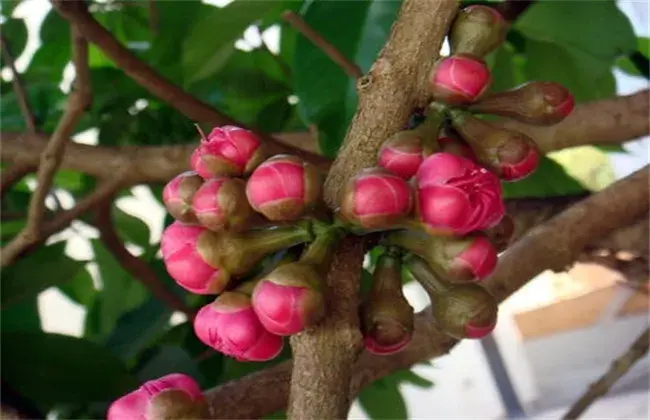 怎样促使莲雾花芽分化