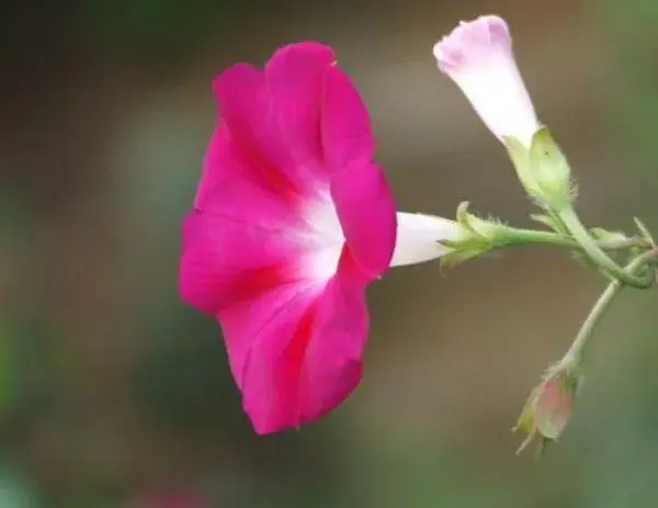 牵牛花花语_花语大全