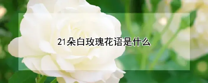 21朵白玫瑰花语是什么