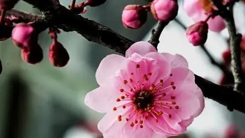 哪些诗人喜欢什么花，原因是什么？
