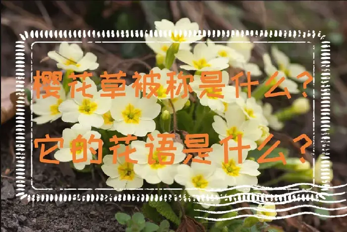 樱花草被称是什么？它的花语是什么？