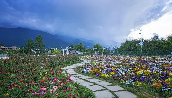 曼陀罗的花语 曼陀罗的花语是什么